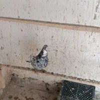 فروشی|پرنده|تهران, فرودگاه مهرآباد|دیوار