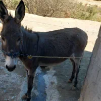 الاغ|حیوانات مزرعه|فیروزآباد (لرستان), |دیوار