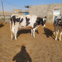 گاو شیری تلیسه شکم اول با گوساله نر