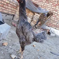 ۲ تا مرغ لاری اصل