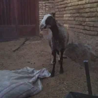 میش