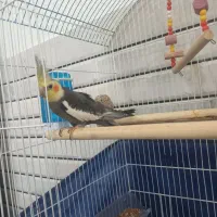 عروس هلندی