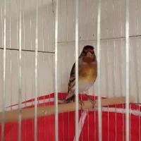 سهره قناری نر