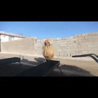 قوچ بختیاری|حیوانات مزرعه|شیراز, گویم|دیوار
