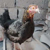 مرغ تخم گذار