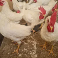 خروس جوان|حیوانات مزرعه|اصفهان, ارغوانیه|دیوار