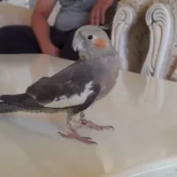 عروس هلندی گمشده در حسن اباد|حیوانات|سنندج, |دیوار