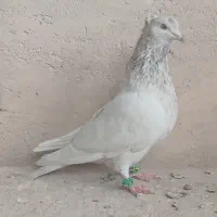 کفتر|پرنده|لنجان, |دیوار