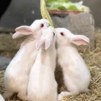 خرگوش دستی|موش و خرگوش|سبزوار, قصبه شرقی|دیوار