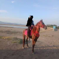 اسب کورنگ