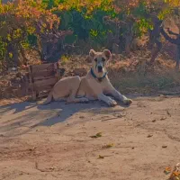 قیمت 16|سگ|کاشمر, |دیوار