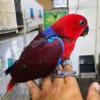 عروس هلندی اکلکتوس گرینچیک شاه طوطی