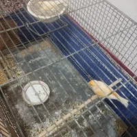 جفت قناری روی تخم|پرنده|سیرجان, |دیوار