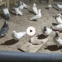 تعدادی کبوتر پرشی و مرغ محلی تخم گذار|پرنده|الیگودرز, |دیوار