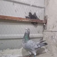 پلاکی سرور