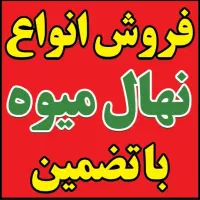 باغچه ای فضای سبز گل بیرون|گل و گیاه طبیعی|سیاهکل, |دیوار