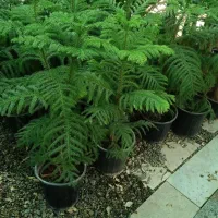 گل ونهال وگلدان درمهرستان|گل و گیاه طبیعی|مهرستان, |دیوار