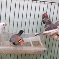 فنچ نروماده،سفید و رنگی،بالغ