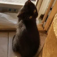 بچه گربه ی سیاه با سبیلای خوشگله سفید