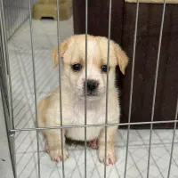 توله سگ آپارتمانی|سگ|اصفهان, هزارجریب|دیوار