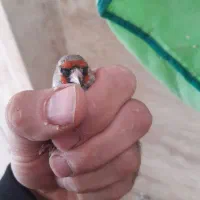 سهره کرمونی|پرنده|خمینی‌شهر, |دیوار