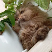 گربه|گربه|مراغه, |دیوار