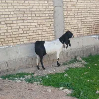 بز افغانی اصلی|حیوانات مزرعه|دزفول, |دیوار