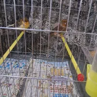 قناری جفت کرست|پرنده|اصفهان, نقش جهان|دیوار