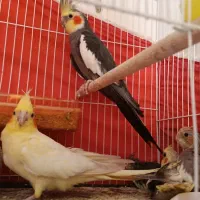 عروس هلندی با قفس و آغل 3 تومن مولد ضمانت تخم جوجه