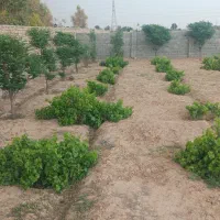 چهار دیواری باغچه