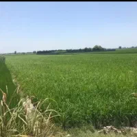 اجاره-زمین-کشاورزی