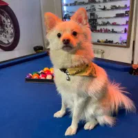 میز بیلیارد (ایت)