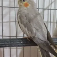 جوجه عروس هلندی|پرنده|بروجرد, |دیوار