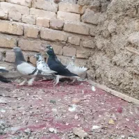 کبوتر