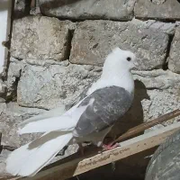 پشت و ۲ تا کله