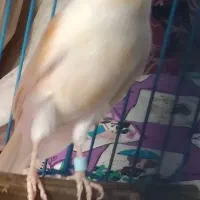 قناری نر|پرنده|ساوه, |دیوار