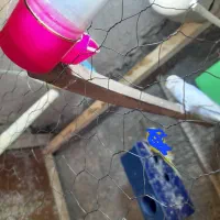 مرغ عشق|پرنده|چناران, |دیوار