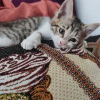 واگذاری رایگان بچه گربه نر