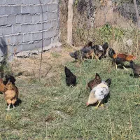 حدودا 40 عدد خروس بچع سالم|حیوانات مزرعه|خوی, |دیوار