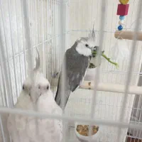 عروس هلندی ...بهترین رنگ