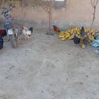 ۲۰ عدد|حیوانات مزرعه|افشار, |دیوار