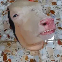 انواع پاچه و کوبیده یسنا