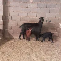 بز شیری دوقلو