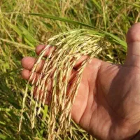 ۷ کیسه شالی فجر درجه یک