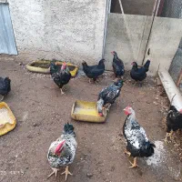 مرغ و خروس محلی اصیل کرچ شو|حیوانات مزرعه|نکا, |دیوار