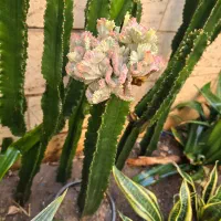 دم روباهی یا شویدی افوربیا با پیوند لاکتی|گل و گیاه طبیعی|تهران, سلسبیل شمالی|دیوار