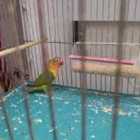 طوطی برزیلی سالم سرحال مطالق عکس|پرنده|رشت, شهرک شهید رجایی|دیوار