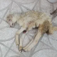 بره جیره خور