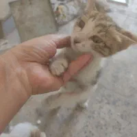 واگذاری بچه گربه|گربه|اهواز, بهارستان|دیوار