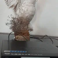 دستگاه دی وی دی